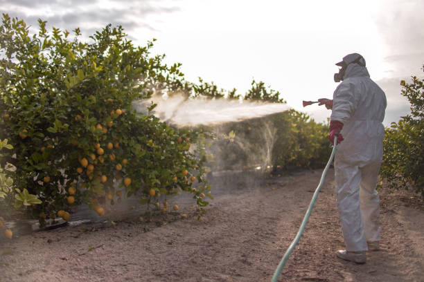 Best Ant Control Services  in Vinton, VA