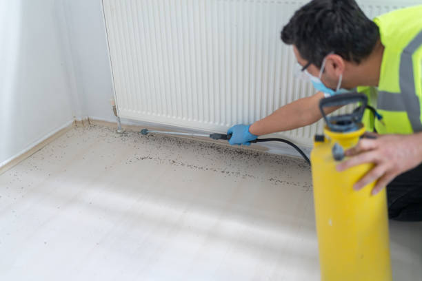 Best Wasp Removal Services  in Vinton, VA